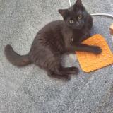 Picture of cat lost at Montevideo