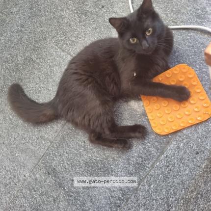 Photo 1/1 Bruno Chat lost in Montevideo