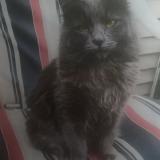 Picture of cat lost at Valparaiso