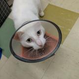 Picture of cat lost at Mount Kuring Gai