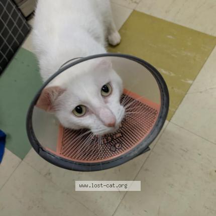 Photo 1/1 Frankie Chat lost in Mount kuring gai