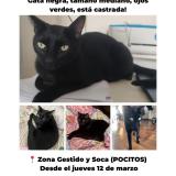 Picture of cat lost at Montevideo