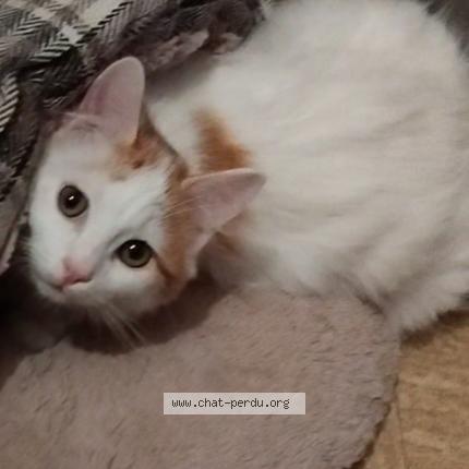 Photo 1/1 Nougat Chat lost in Pont de roide