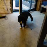 Picture of cat found at Marilles