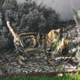 Picture of cat lost at Les Sables D Olonne