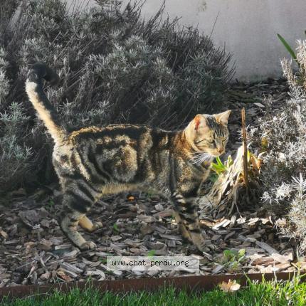 Photo 1/1 Chouchou Chat lost in Les sables d olonne