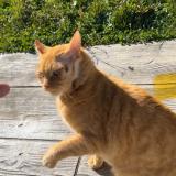 Picture of cat lost at Pamiers