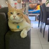 Photo of a cat found in Possession