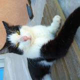 Picture of cat lost at Limoges