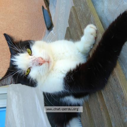 Photo 1/1 Midinette Chat lost in Limoges