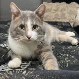 Picture of cat lost at Marly