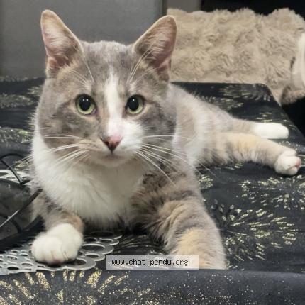 Photo 1/1 Tigrou Chat lost in Marly