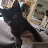 Picture of cat lost at Saint Gervais