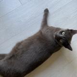 Picture of cat lost at Fargues