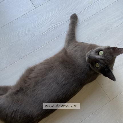 Photo 1/1 Tamy Chat lost in Fargues