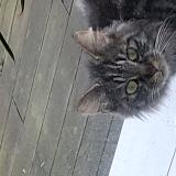 Picture of cat found at Grugies