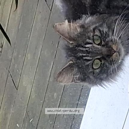 Photo 1/1 Found cat Found in Grugies