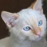 Picture of cat lost at Saint Beauzire