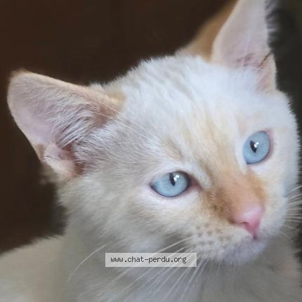 Photo 1/1 OLAF Chat lost in Saint beauzire