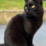 Picture of cat lost at Trazegnies