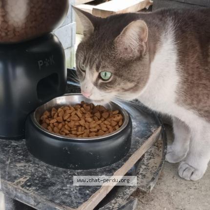 Photo 1/1 Found cat Found in Venissieux