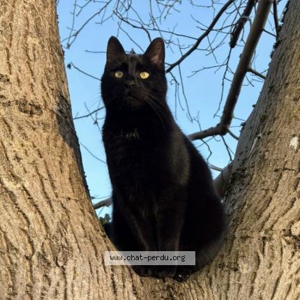 Photo 1/1 Toto Chat lost in Camon