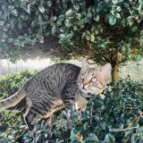 Picture of cat lost at Baud