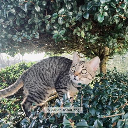 Photo 1/1 Yuna Chat lost in Baud