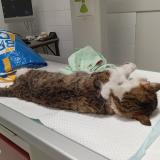 Picture of cat found at Marboz