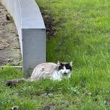 Picture of cat found at Lorient