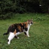 Picture of cat lost at Les Epesses