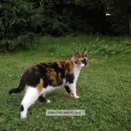 Photo 1/1 Playa Chat lost in Les epesses