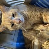 Picture of cat found at Pierre De Bresse