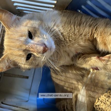 Photo 1/1 Found cat Found in Pierre de bresse