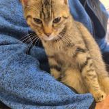 Picture of cat found at Saint Seurin De Bourg