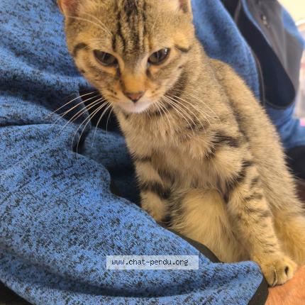 Photo 1/1 Found cat Found in Saint seurin de bourg