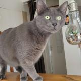 Picture of cat lost at Brest