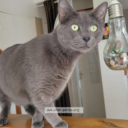 Photo 1/1 Patrick Chat lost in Brest