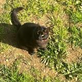 Picture of cat lost at St Georges De Montaigu