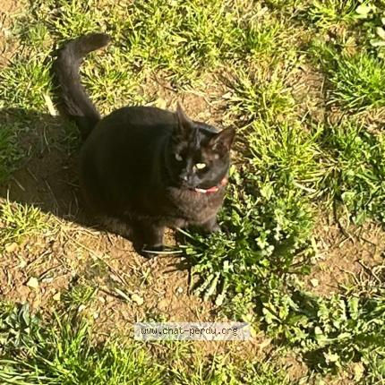 Photo 1/1 Murphy Chat lost in St georges de montaigu