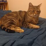 Picture of cat lost at Maze