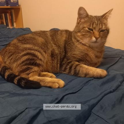 Photo 1/1 Poupette Chat lost in Maze