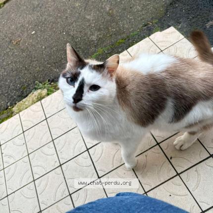 Photo 1/1 Found cat Found in Vannes