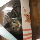 Picture of cat lost at Paris