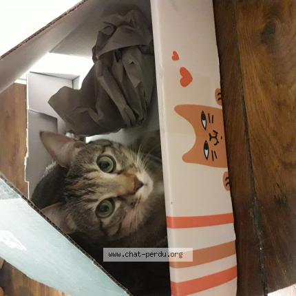 Photo 1/1 Grisette Chat lost in Paris