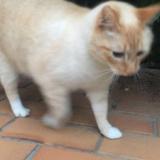 Picture of cat lost at Fraze