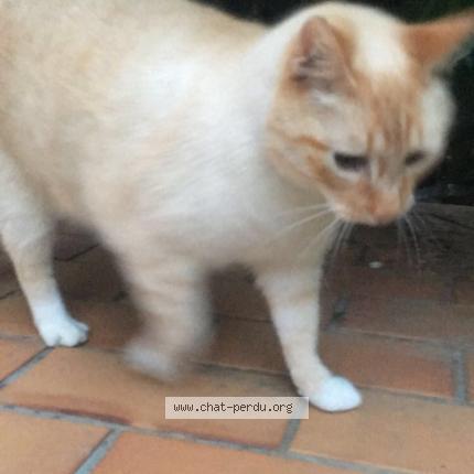Photo 1/1 Pouille Chat lost in Fraze