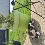 Picture of cat lost at Saint Pierre De Coutances