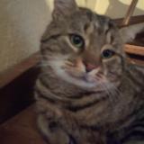 Picture of cat lost at Raizeux