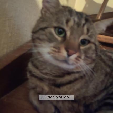 Photo 1/1 Isis Chat lost in Raizeux